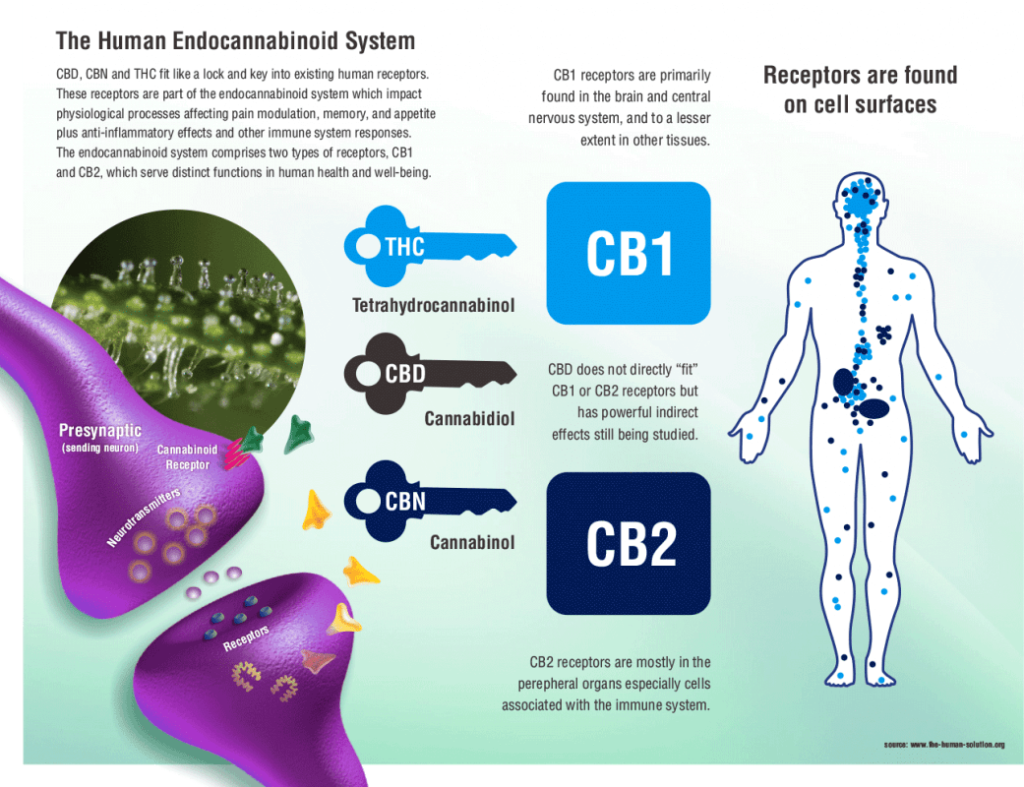 Unraveling the Harmony: How Cannabinoids Interact with Our Endocannabinoid System and Neurotransmitters